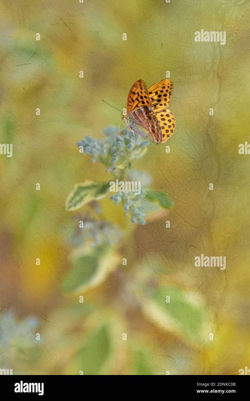 Farfalla in una giornata estiva su una pianta in un giardino sotto la luce del sole in una calda giornata estiva. Foto Stock