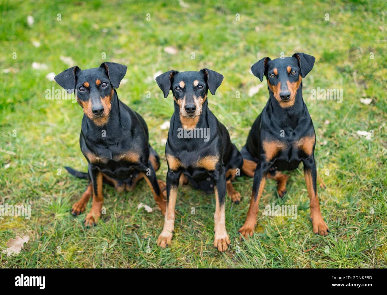 Tedesco Pinscher. Tre cani adulti seduti su un prato. Germania.. Foto Stock