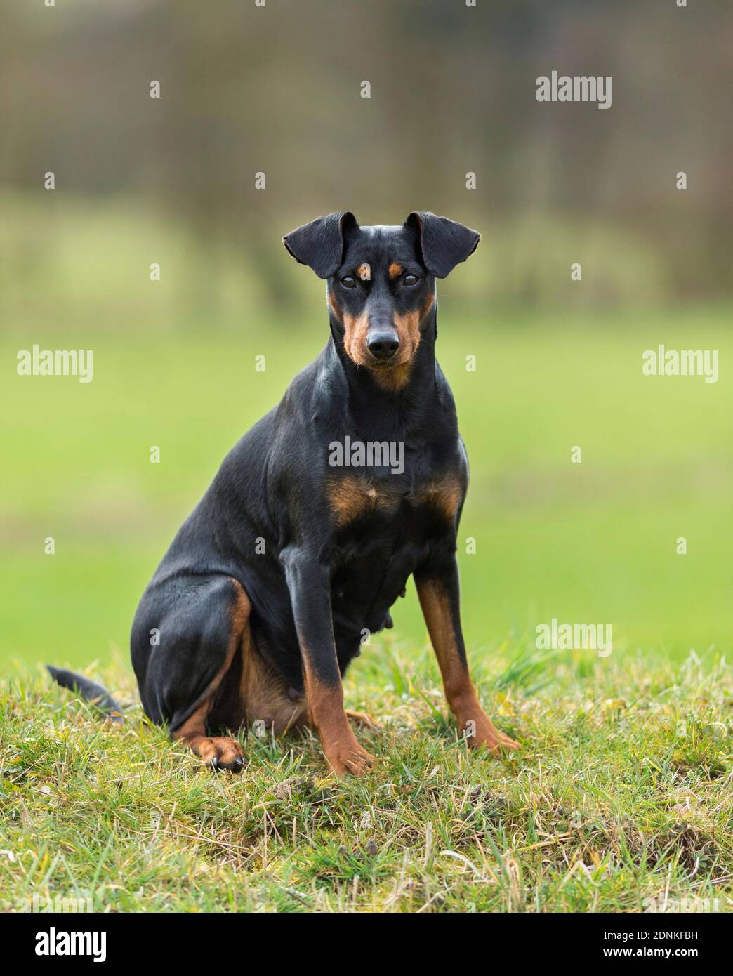 Tedesco Pinscher. Cane adulto seduto sul prato. Germania Foto Stock