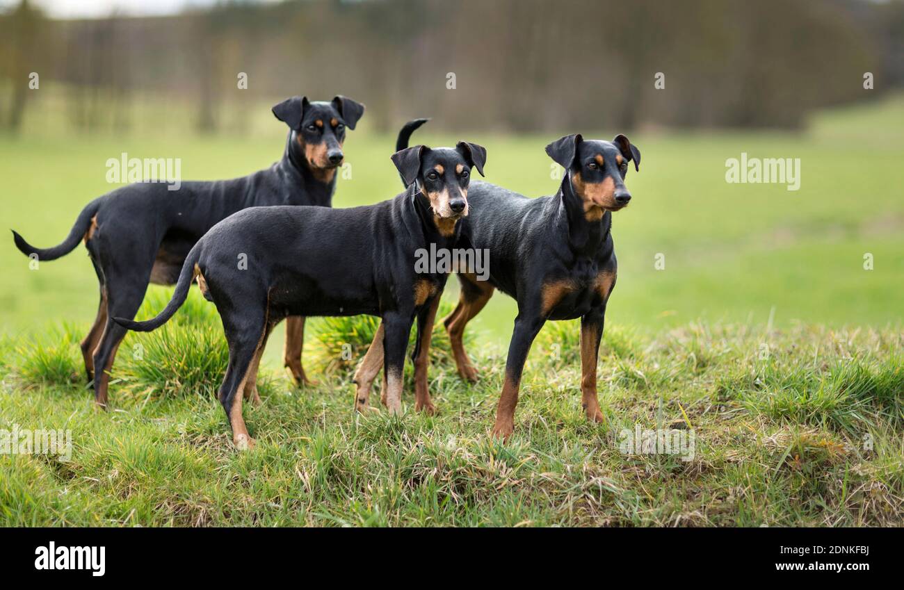 Tedesco Pinscher. Tre cani adulti in piedi su un prato. Germania.. Foto Stock