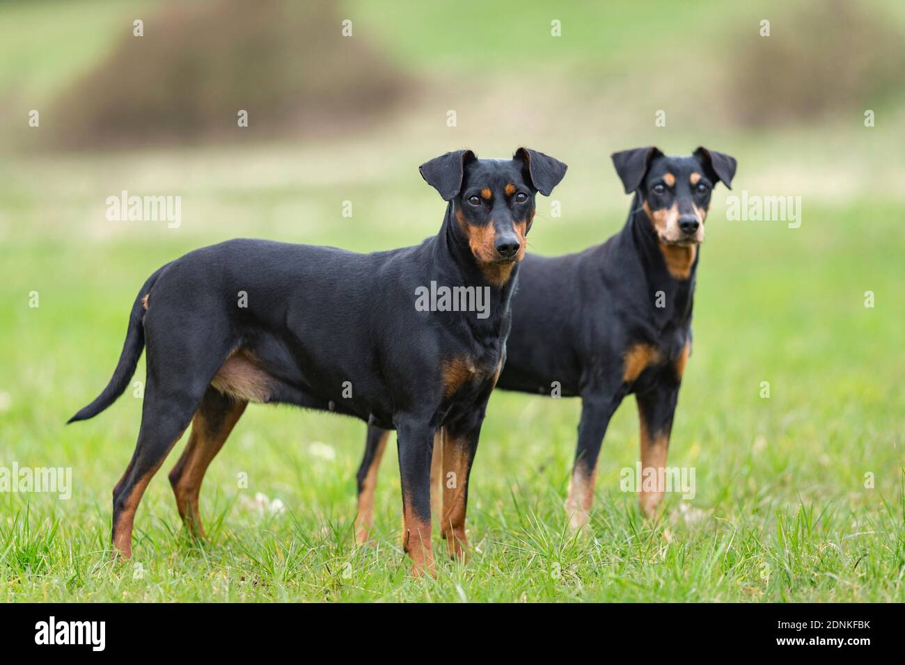 Tedesco Pinscher. Due cani adulti in piedi su un prato. Germania.. Foto Stock
