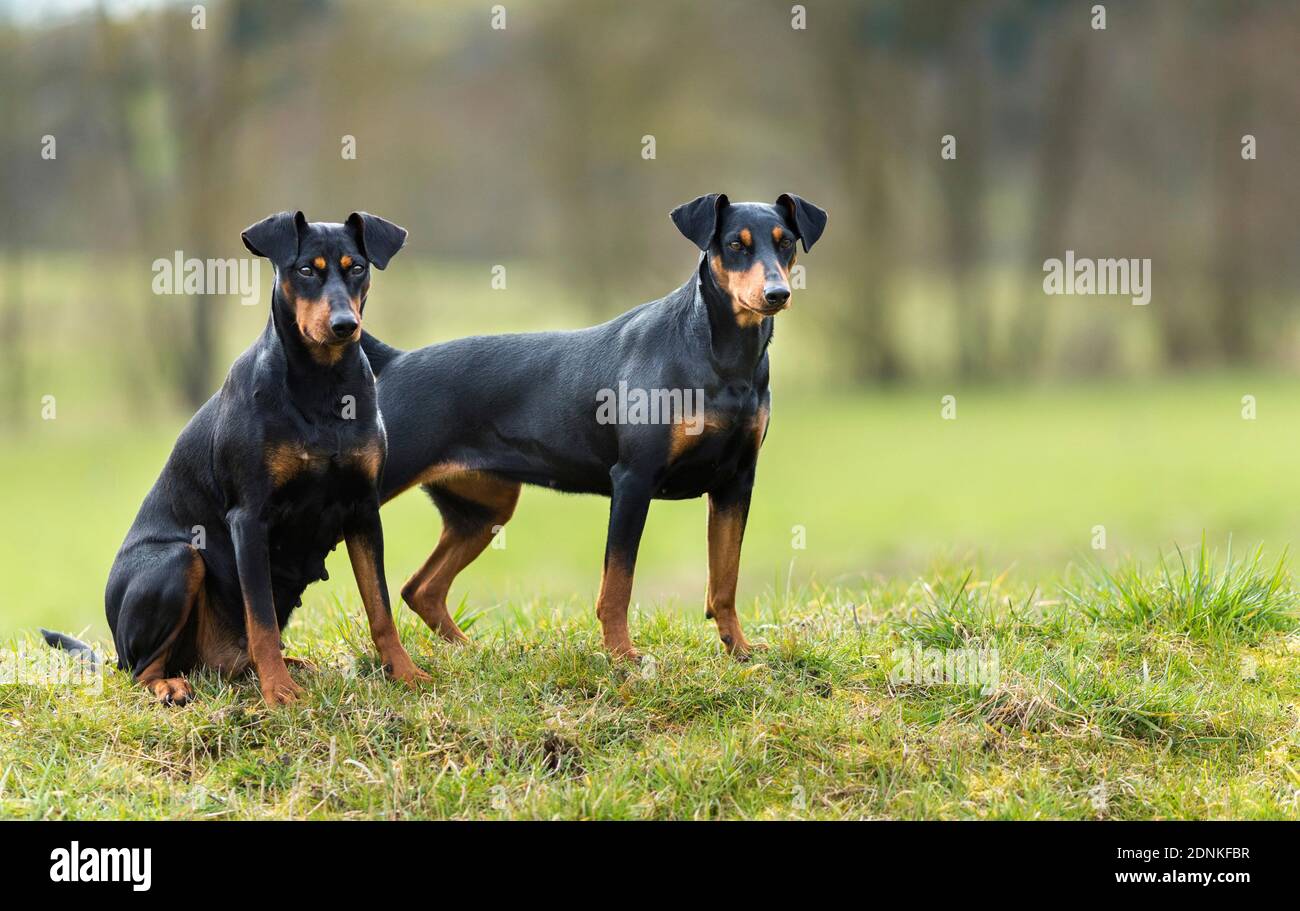 Tedesco Pinscher. Due cani adulti su un prato. Germania.. Foto Stock