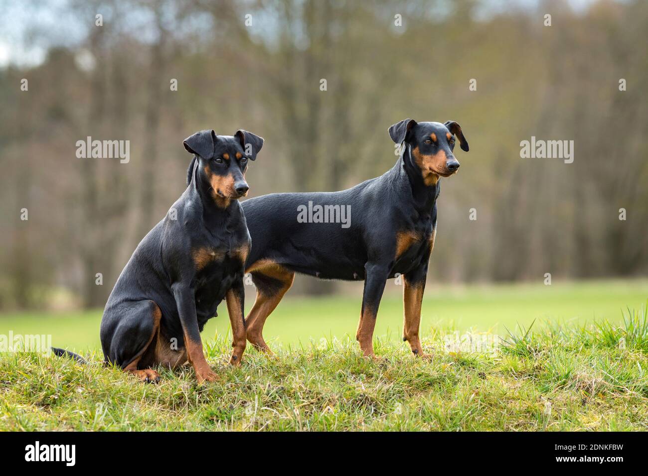 Tedesco Pinscher. Due cani adulti su un prato. Germania.. Foto Stock