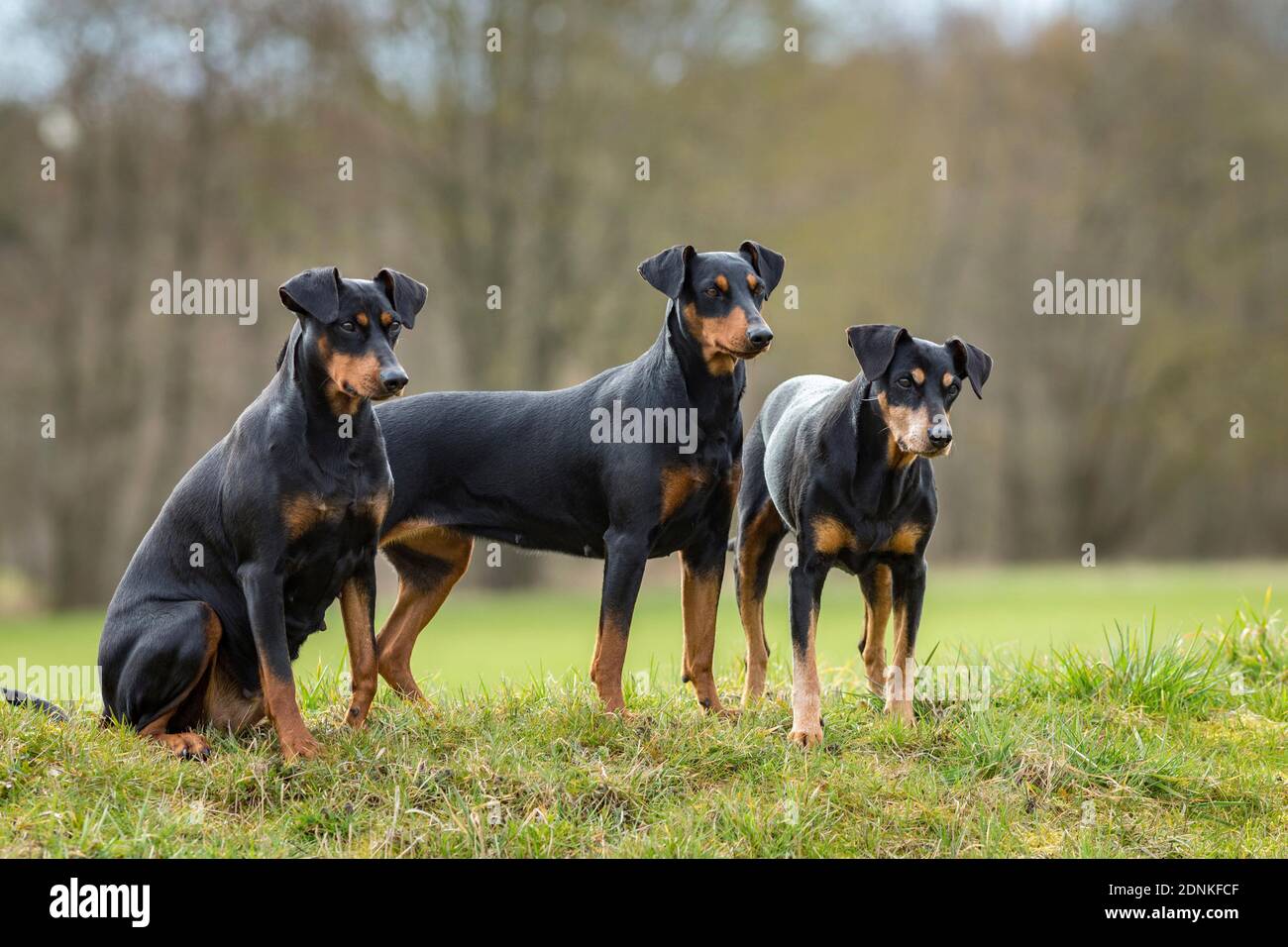 Tedesco Pinscher. Tre cani adulti su un prato. Germania.. Foto Stock