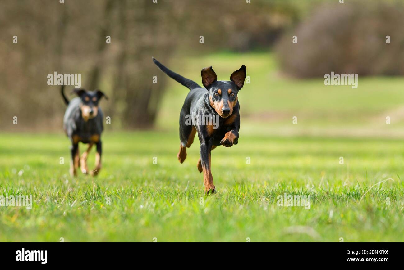 Tedesco Pinscher. Due cani adulti che corrono su un prato. Germania.. Foto Stock