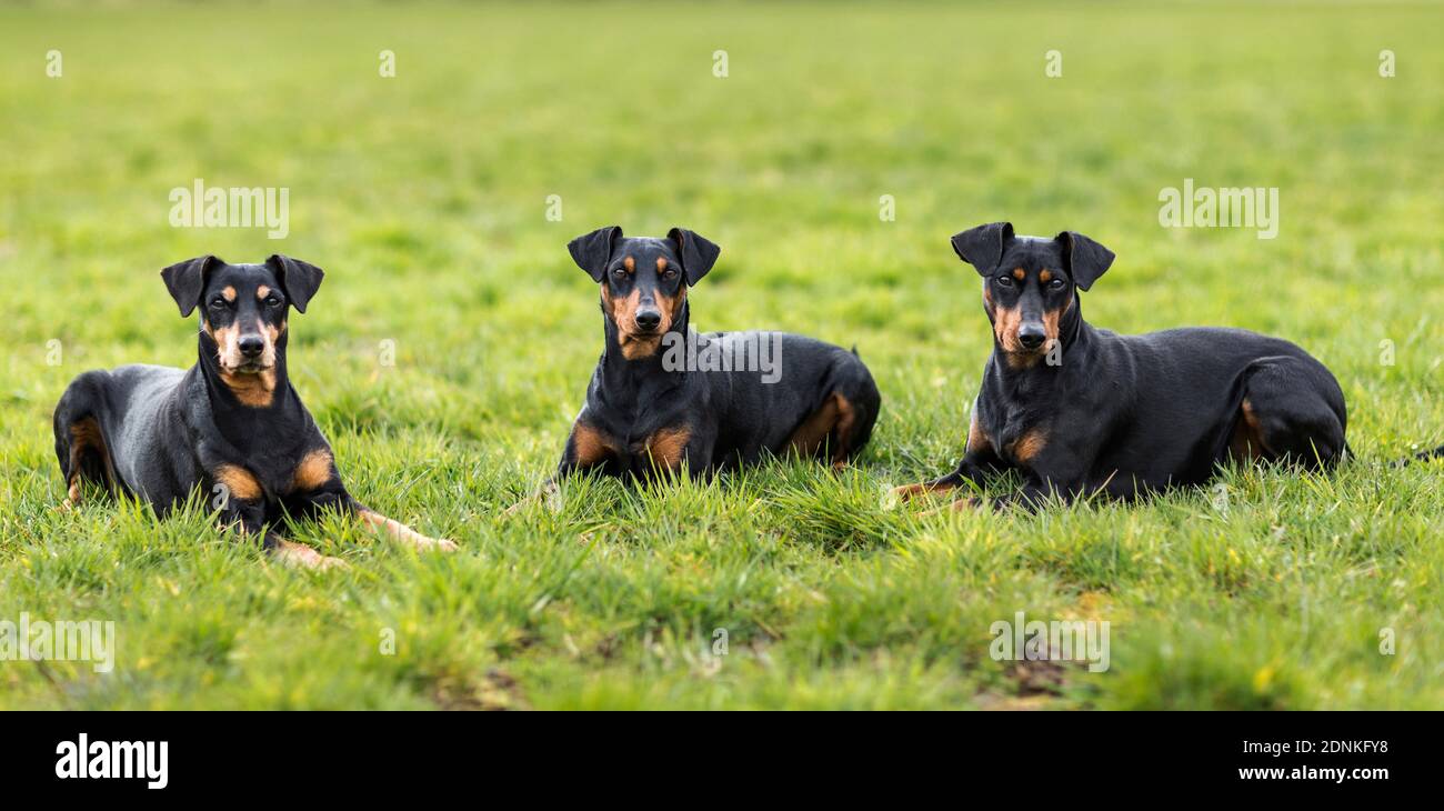 Tedesco Pinscher. Tre cani adulti che giacciono su un prato. Germania.. Foto Stock