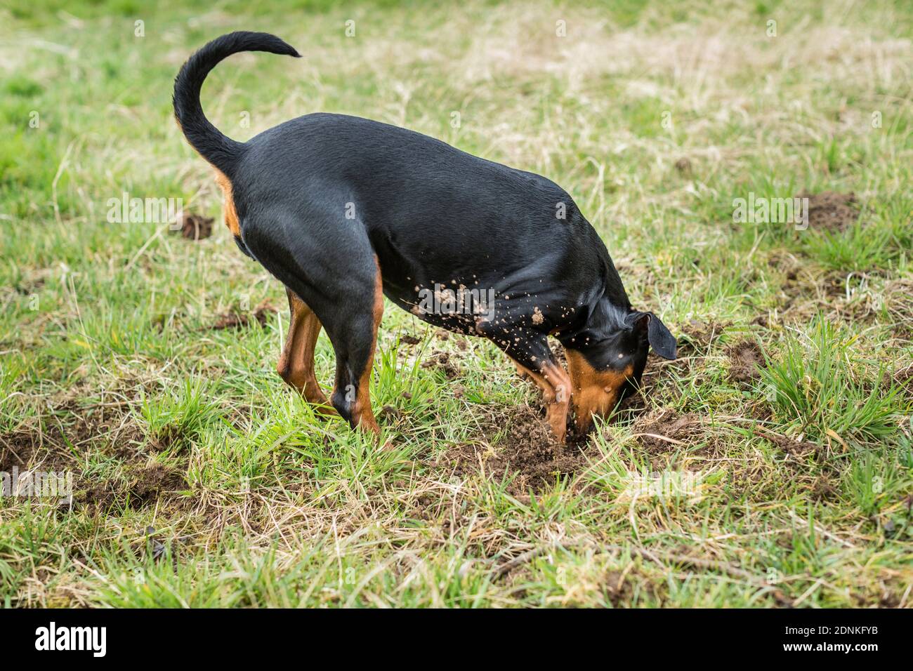 Tedesco Pinscher. Cane adulto scavando un buco del mouse. Germania Foto Stock