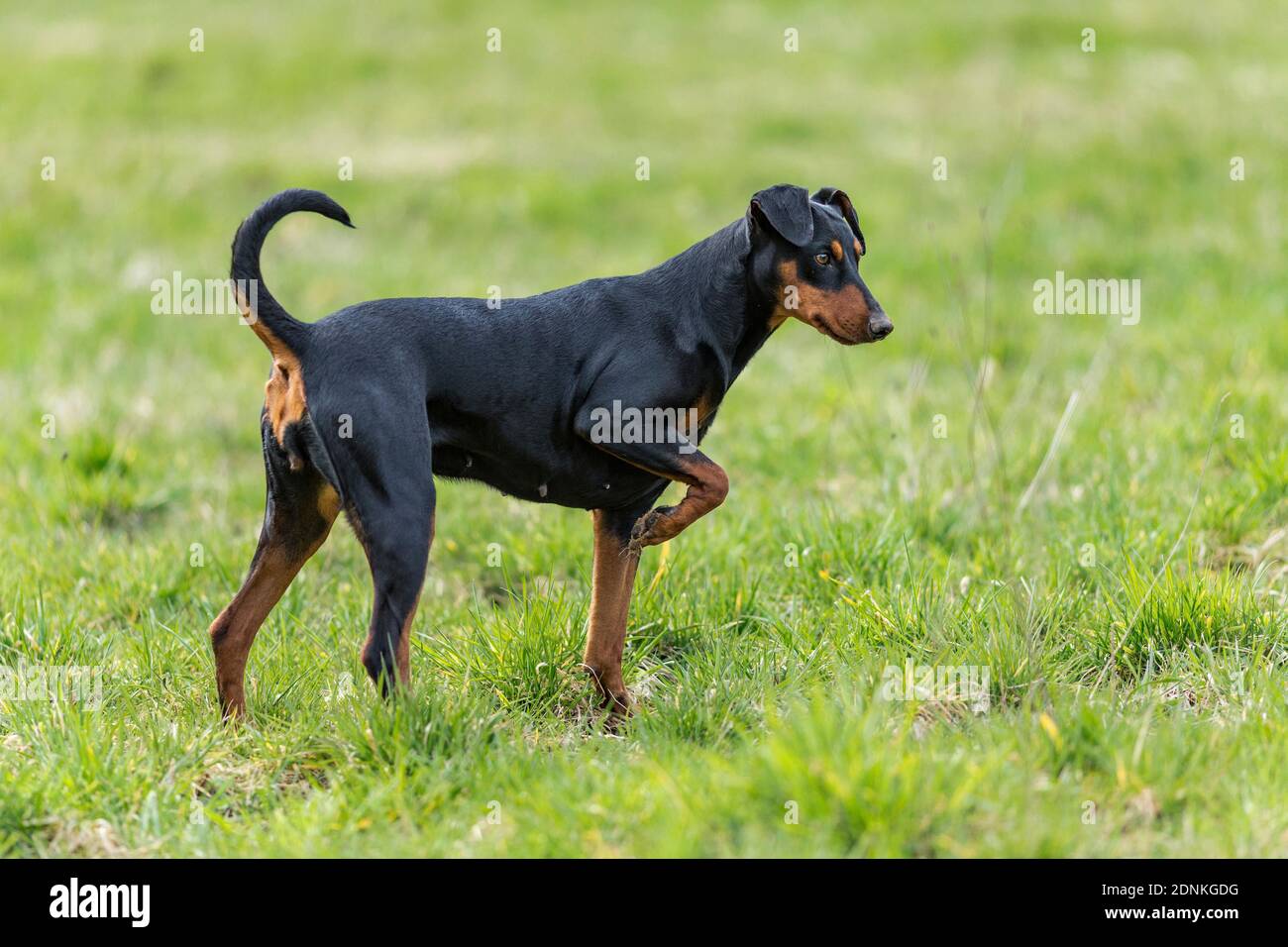 Tedesco Pinscher. Cane adulto in piedi sul prato. Un foreleg è angolato, ha visto o sentito qualcosa. Germania Foto Stock