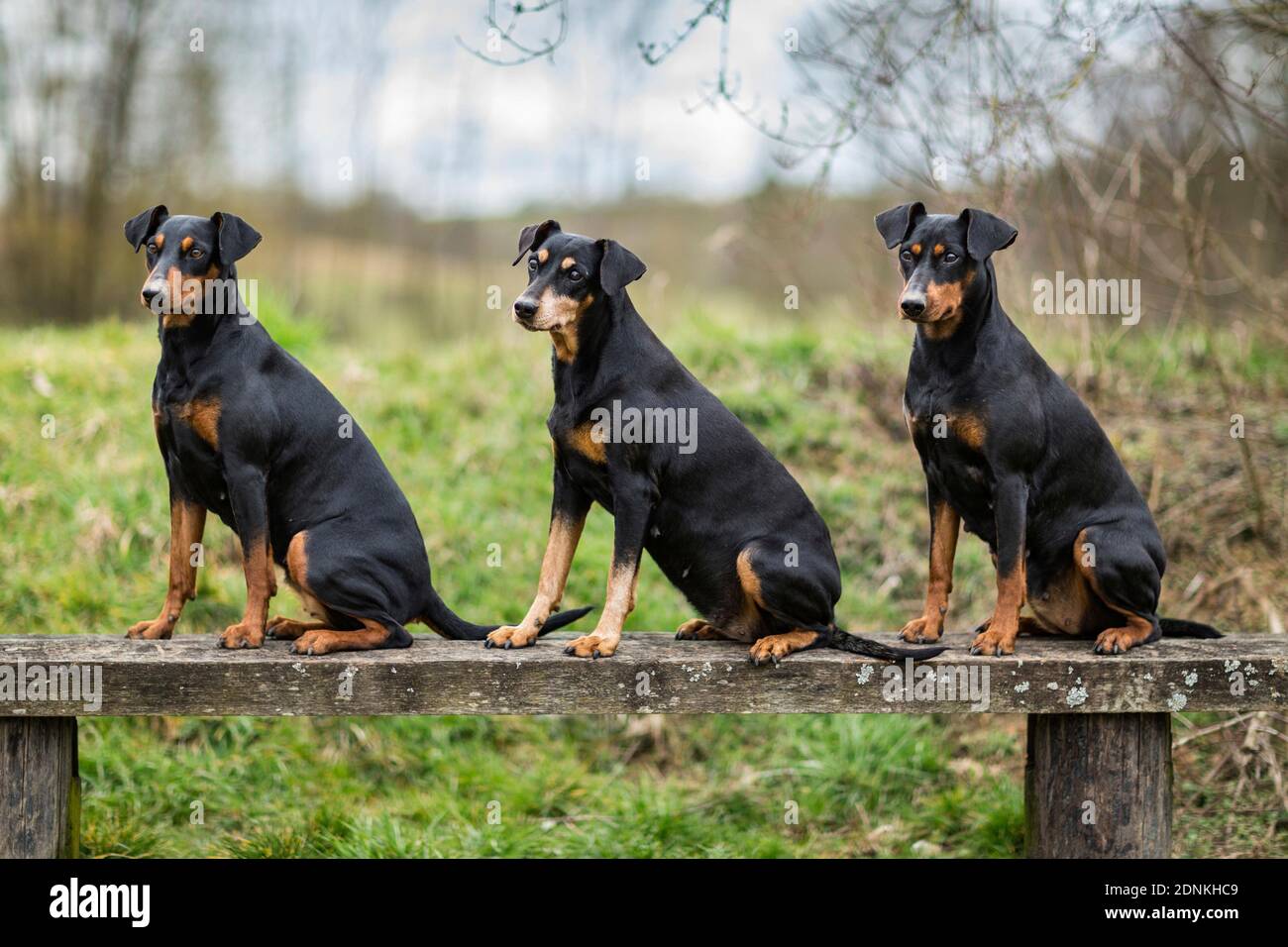 Tedesco Pinscher. Tre cani adulti seduti su una panca di legno. Germania.. Foto Stock