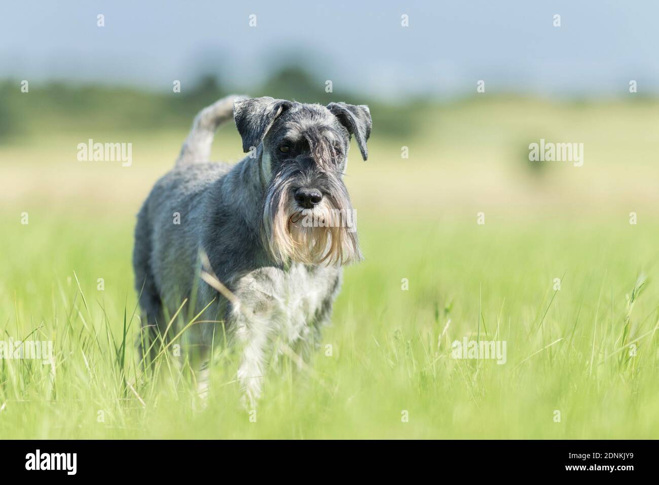 Schnauzer standard. Cane adulto su un prato. Germania Foto Stock