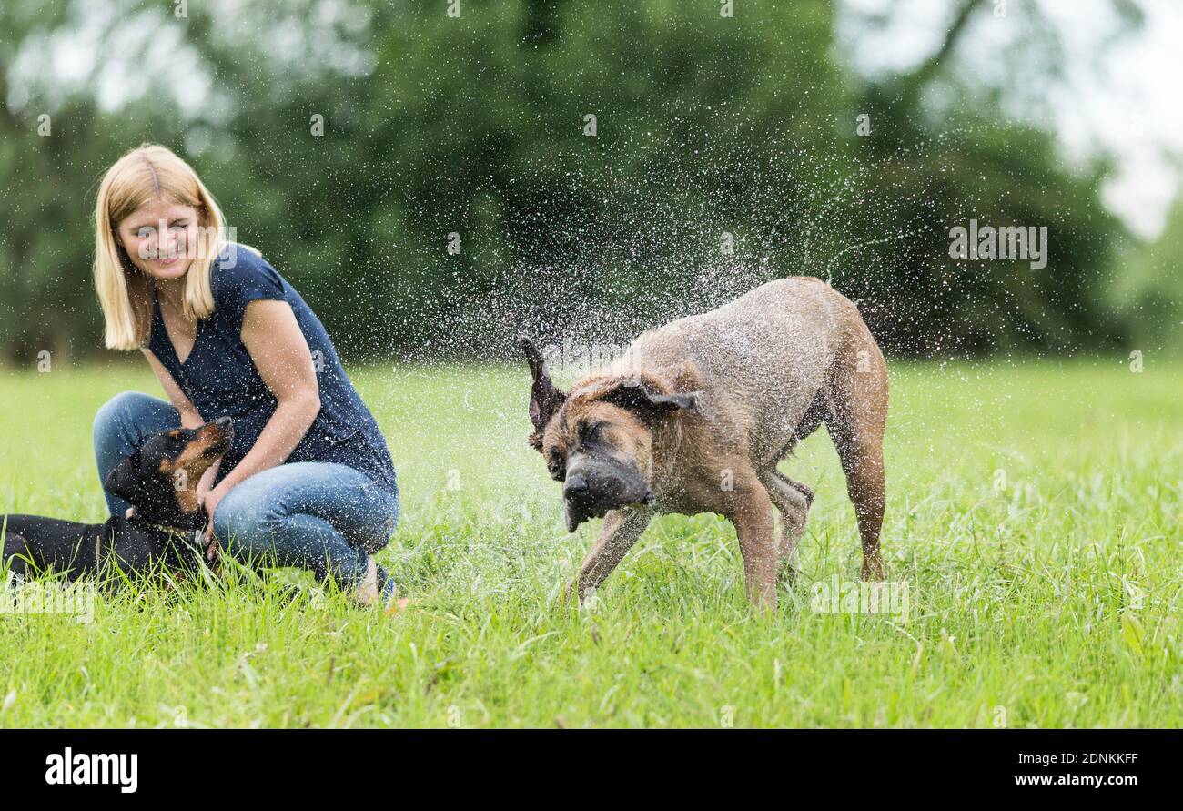 Canna corso. Un cane adulto sta scuotendo accanto a una donna in un giardino. Germania Foto Stock