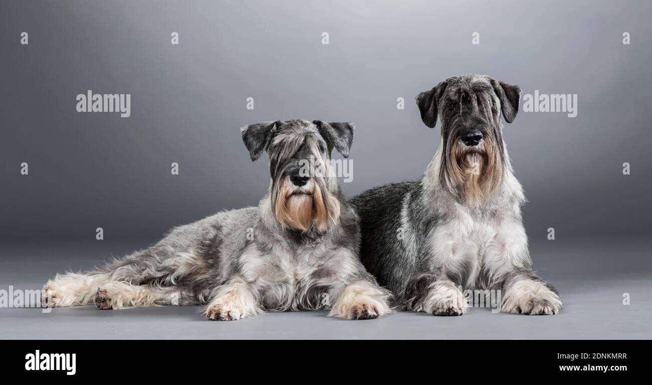 Schnauzer standard. Due cani adulti sdraiati. Immagine dello studio, vista su uno sfondo grigio. Germania. Foto Stock