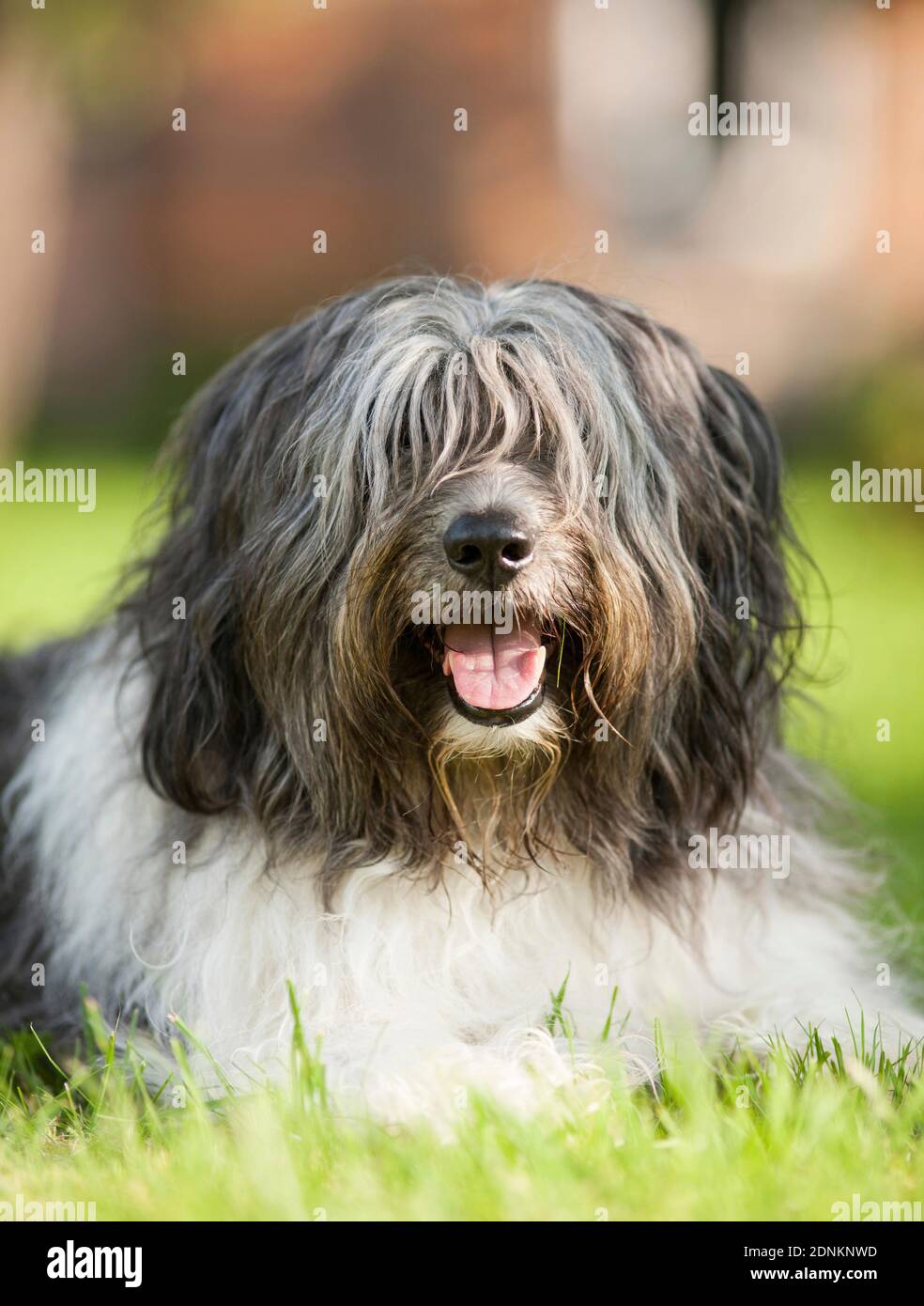 Sheepdog polacco Lowland. Cane adulto sdraiato su un prato. Germania Foto Stock