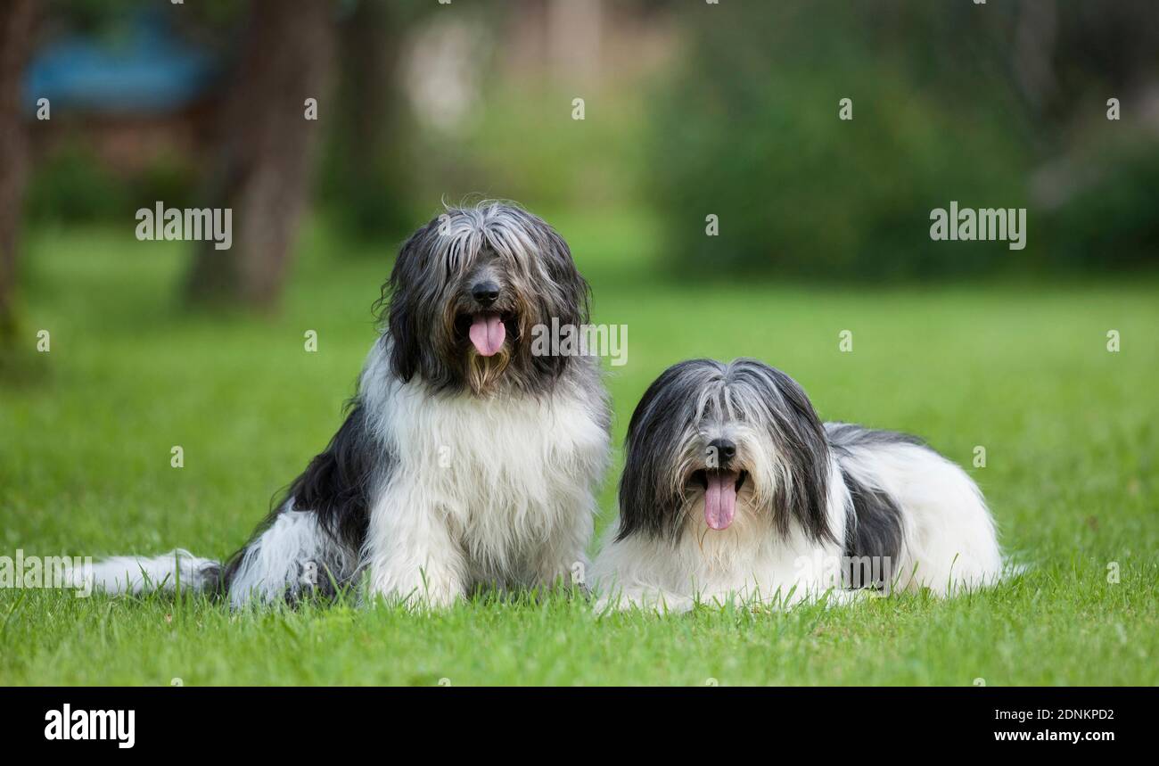 Sheepdog polacco Lowland. Due cani adulti su un prato. Germania Foto Stock
