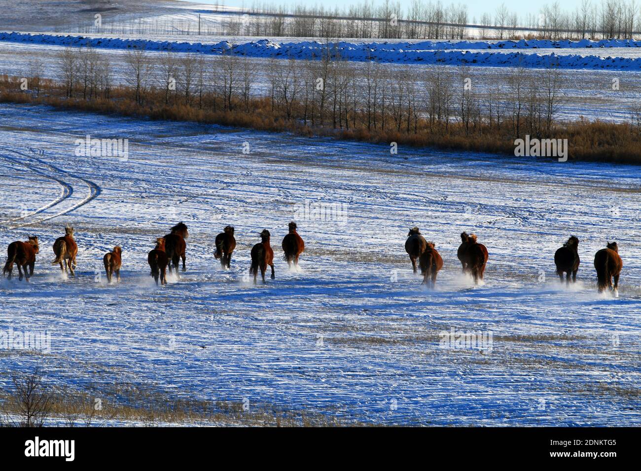 Ranch di neve che corre cavalli Foto Stock