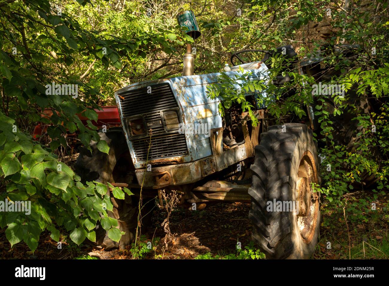 Vecchio trattore abbandonato ricoperto di vegetazione in un ambiente rurale. Francia. Europa. Foto Stock