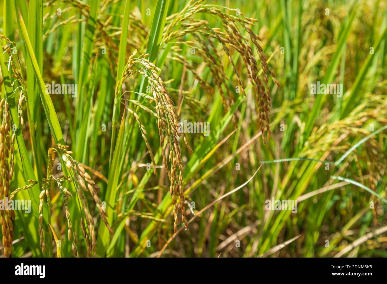 Semi di riso chiuso in risaia Foto Stock