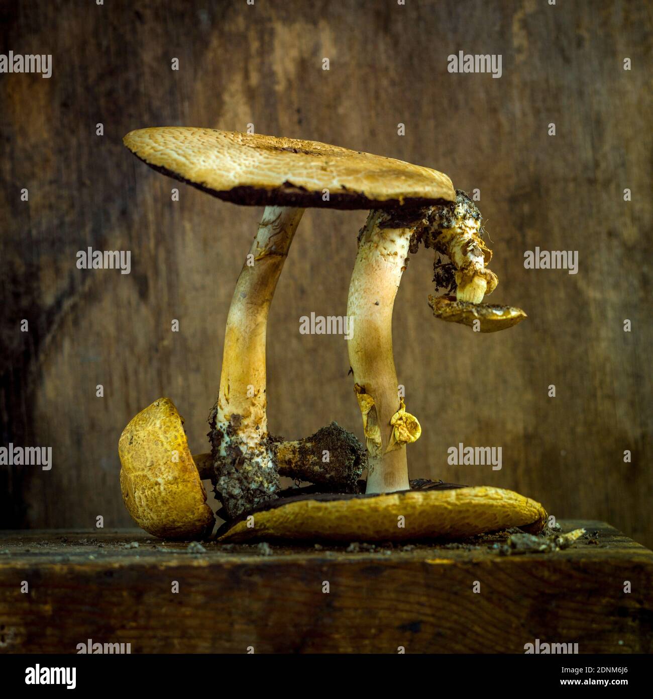Scultura di funghi unica che assomiglia a una creatura stravagante che mostra l'arte della natura in un ambiente rustico Foto Stock