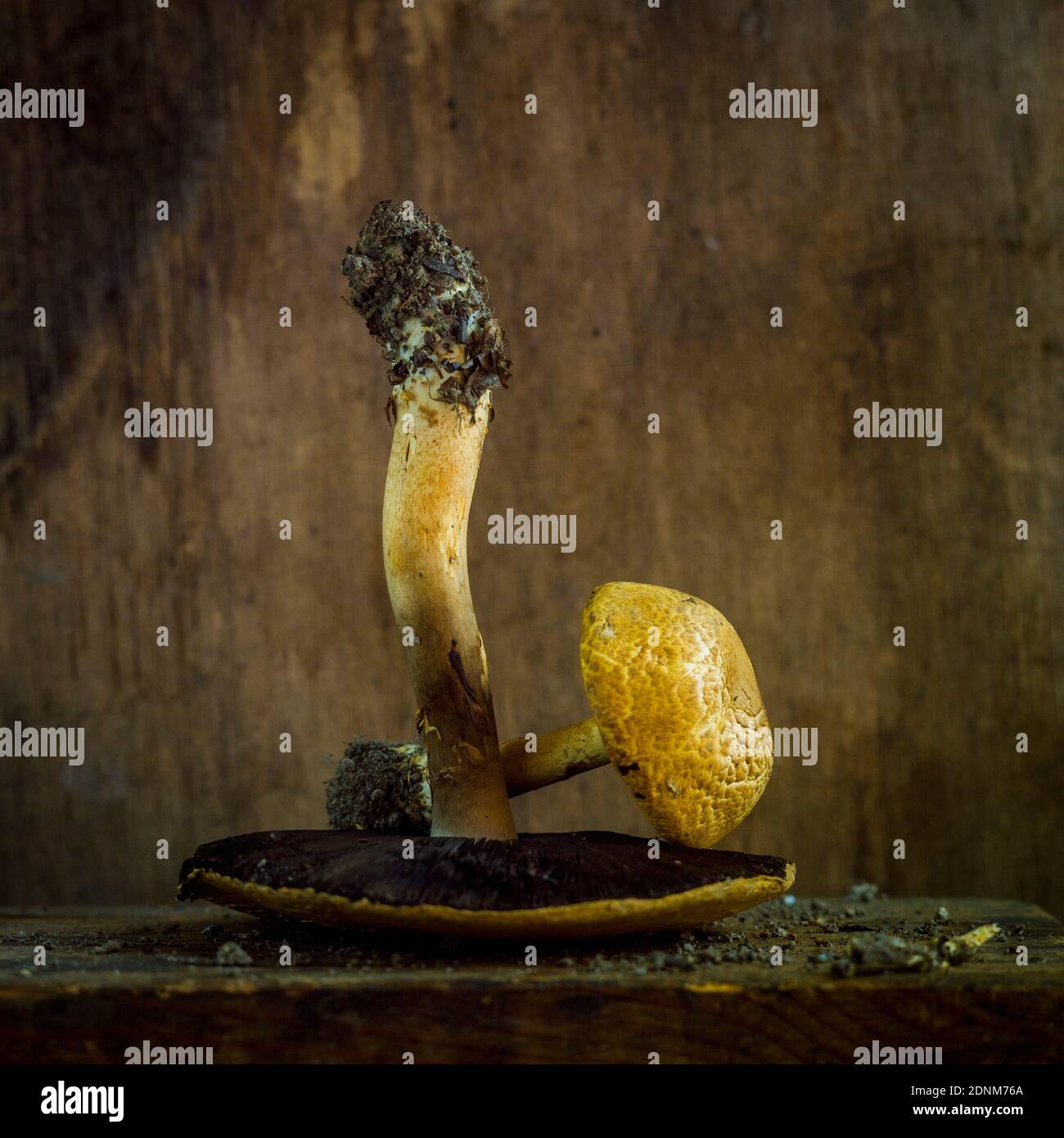 Un'esclusiva crescita di funghi con colori e texture vivaci su uno sfondo rustico Foto Stock