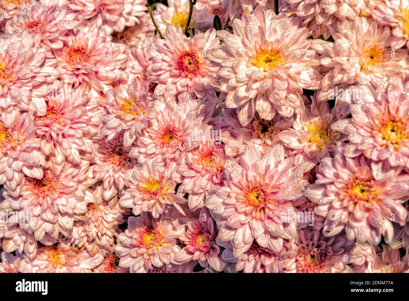 Vista dall'alto dei fiori rosa di crisantemo con gocce di rugiada primo piano sui petali su sfondo sfocato Foto Stock