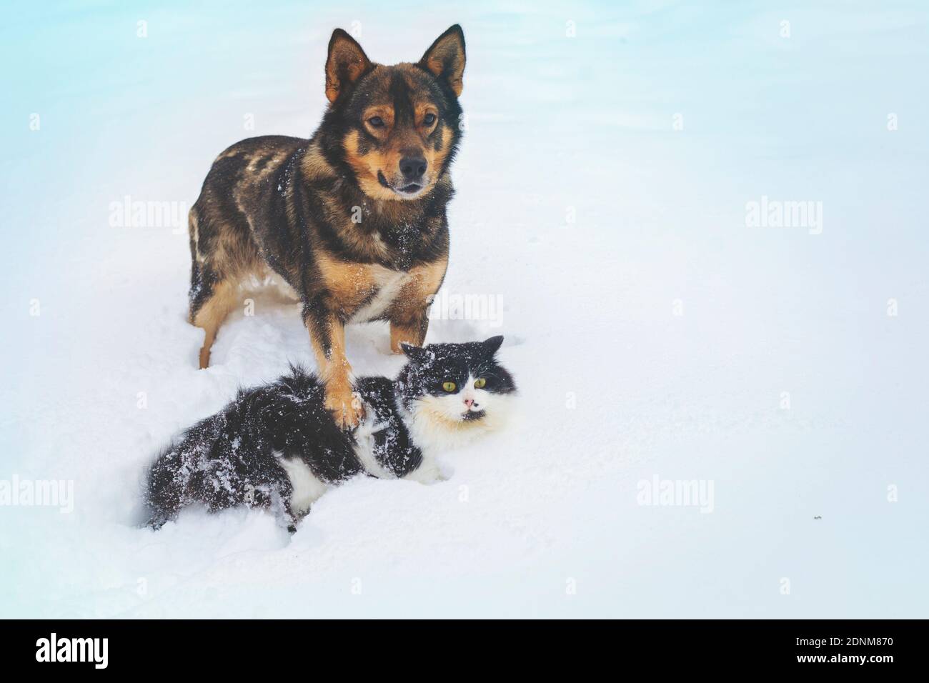Cane e gatto che giocano insieme all'aperto nella neve profonda Foto Stock
