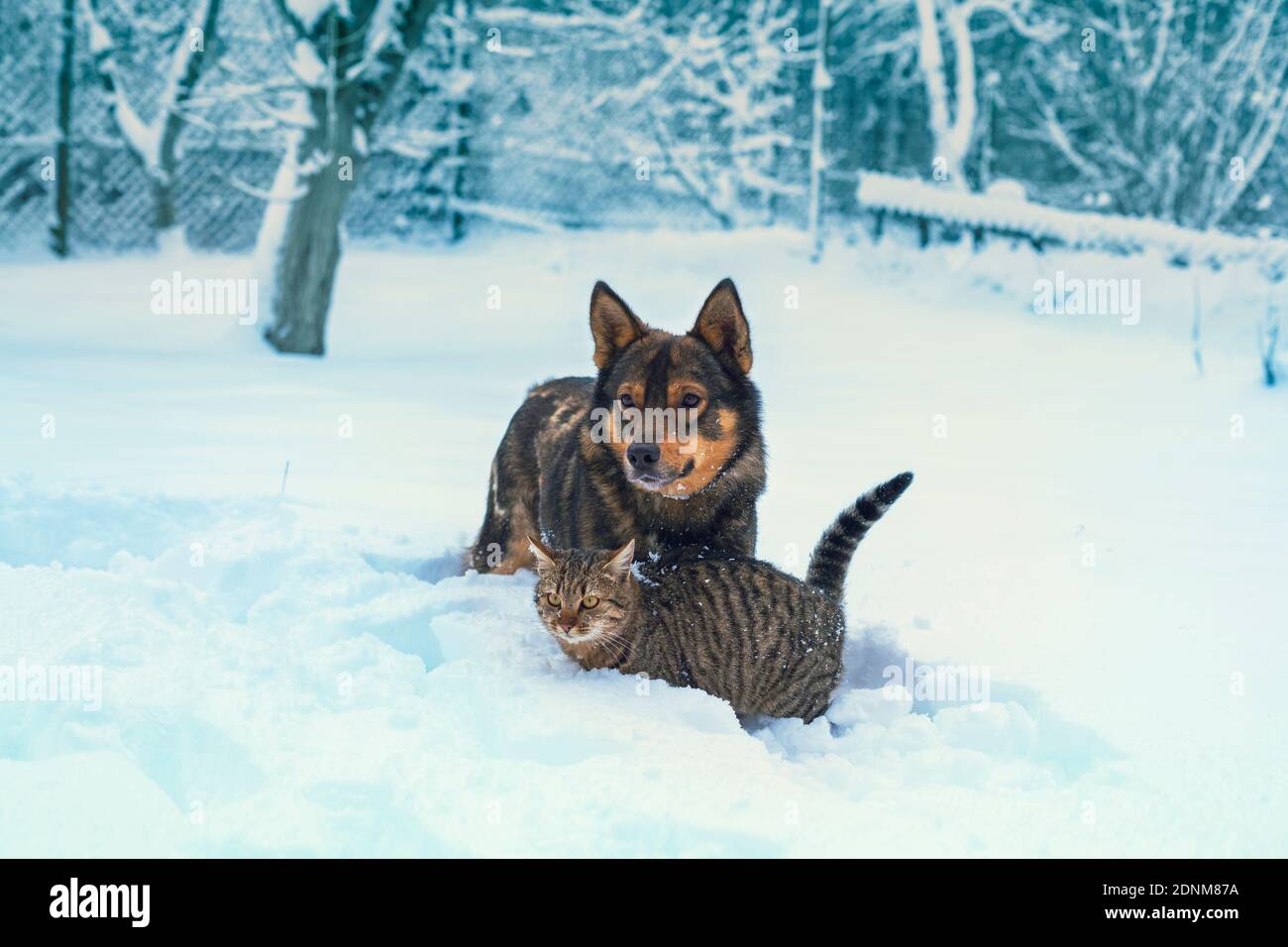 Cane e gatto che giocano insieme all'aperto nella neve profonda Foto Stock