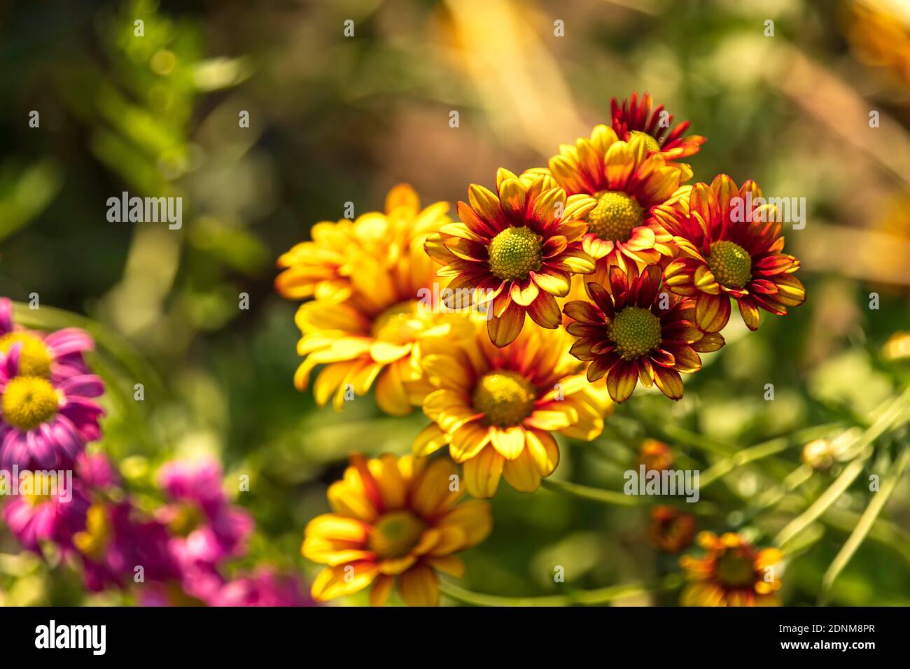 Fiori di crisantemo giallo di Borgogna in primo piano luce del sole su fiori sfocati sfondo Foto Stock