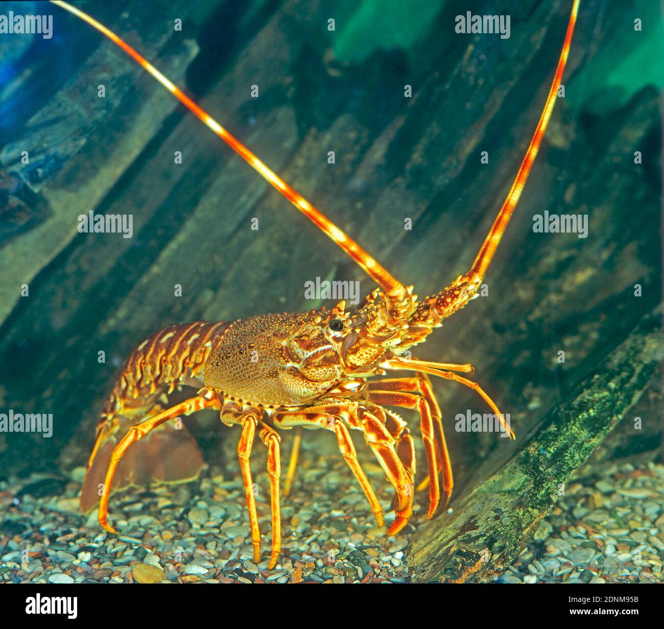 Aragosta spinosa europea, aragosta mediterranea (Palinurus elephas) che cammina sul pavimento del mare Foto Stock