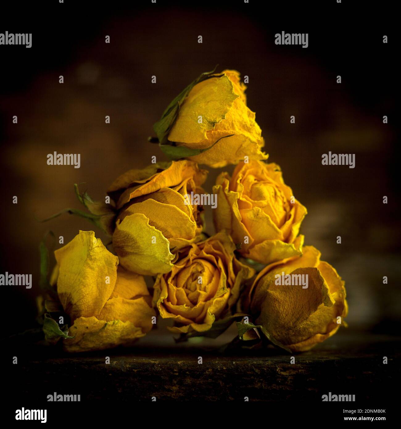 Rose gialle essiccate disposte in una mostra artistica su sfondo scuro Foto Stock