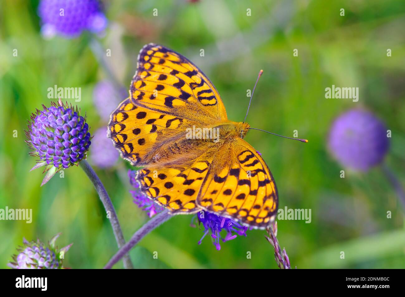 Il Fritillario Verde scuro (Speyeria aglaja) un fiore di Devils-bit Scabious (Succisa pratensis). Tirolo, Austria Foto Stock