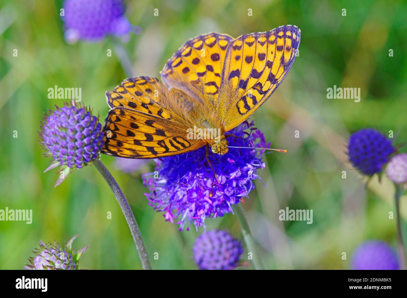 Il Fritillario Verde scuro (Speyeria aglaja) un fiore di Devils-bit Scabious (Succisa pratensis). Tirolo, Austria Foto Stock