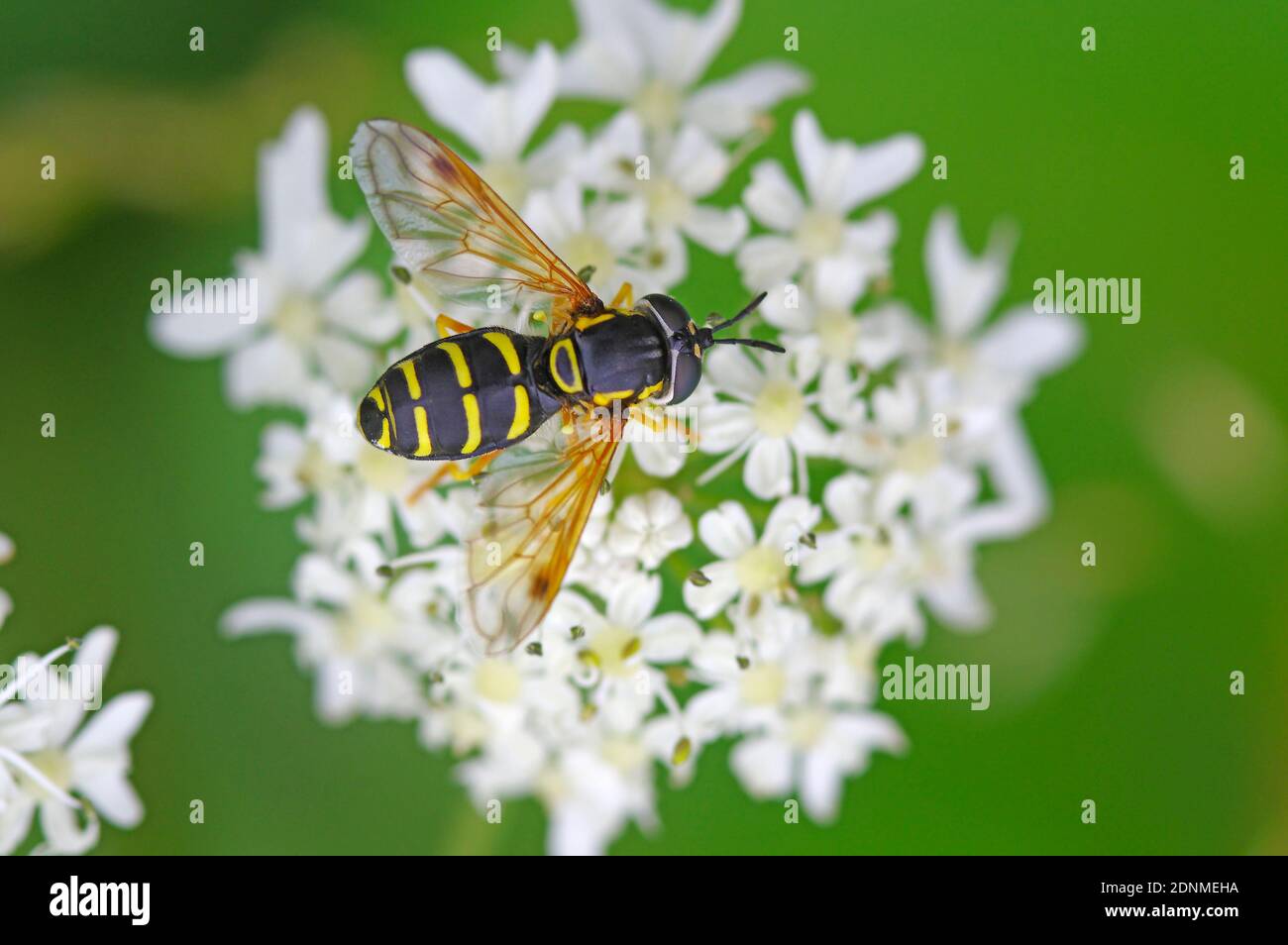 Hoverfly, mosca di hover (silentis di Sericomia) sui fiori comuni Yarrow (Achillea millefolium). Austria Foto Stock