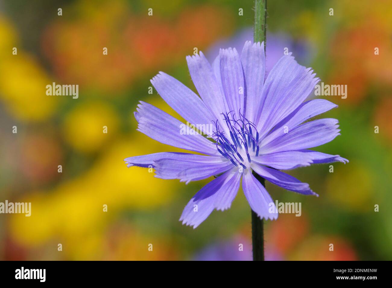 Cicoria (Cichorium intybus), singolo, fiore. Germania Foto Stock
