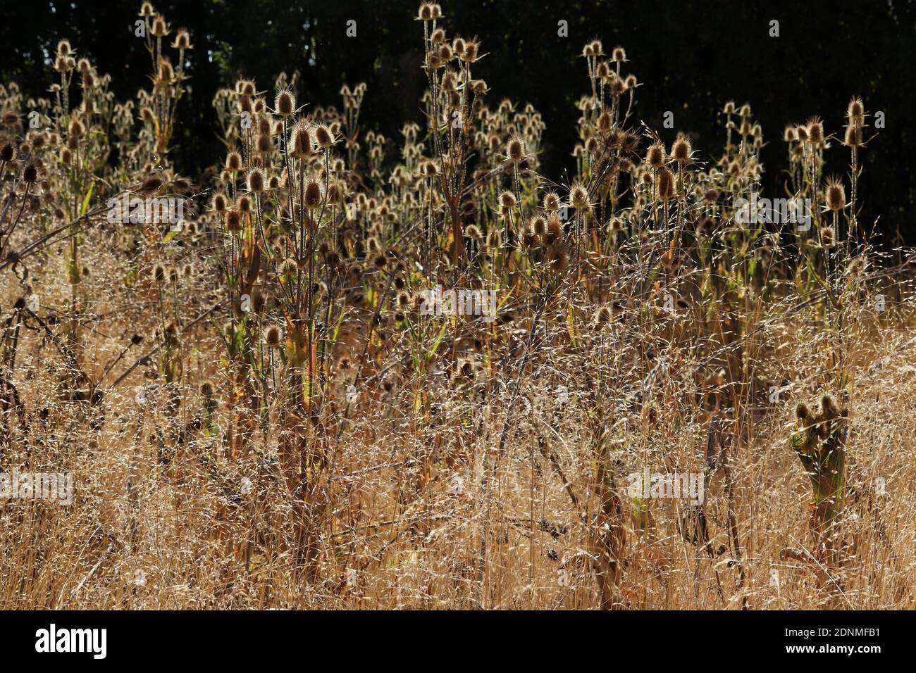 Thistles gialli in autunno Foto Stock