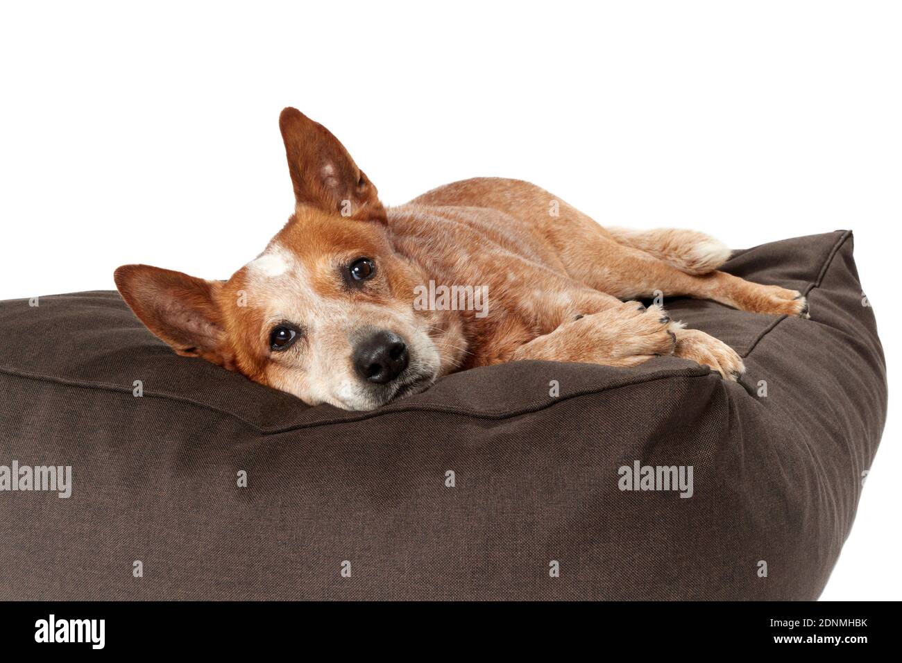 Cane australiano del bestiame che giace su un letto dell'animale domestico. Germania.. Foto Stock