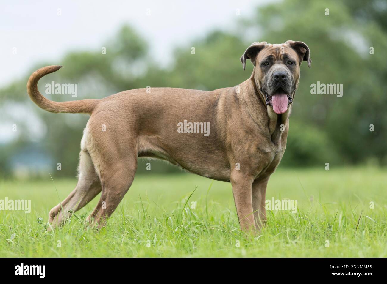 Canna corso. Cane adulto in piedi su erba. Germania Foto Stock