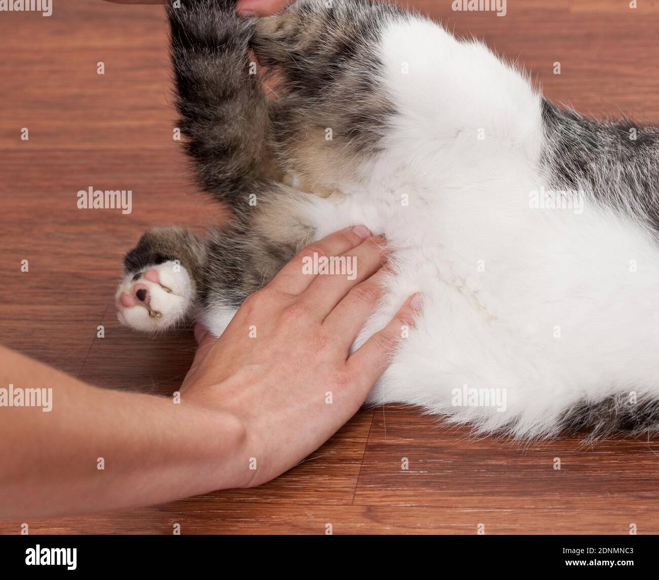 Persona che sente il polso di un gatto domestico. Germania Foto Stock