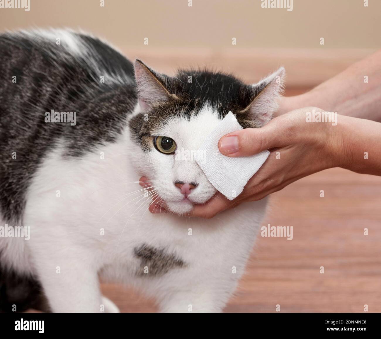 Un collirio è applicato ad un gatto domestico. Germania Foto Stock