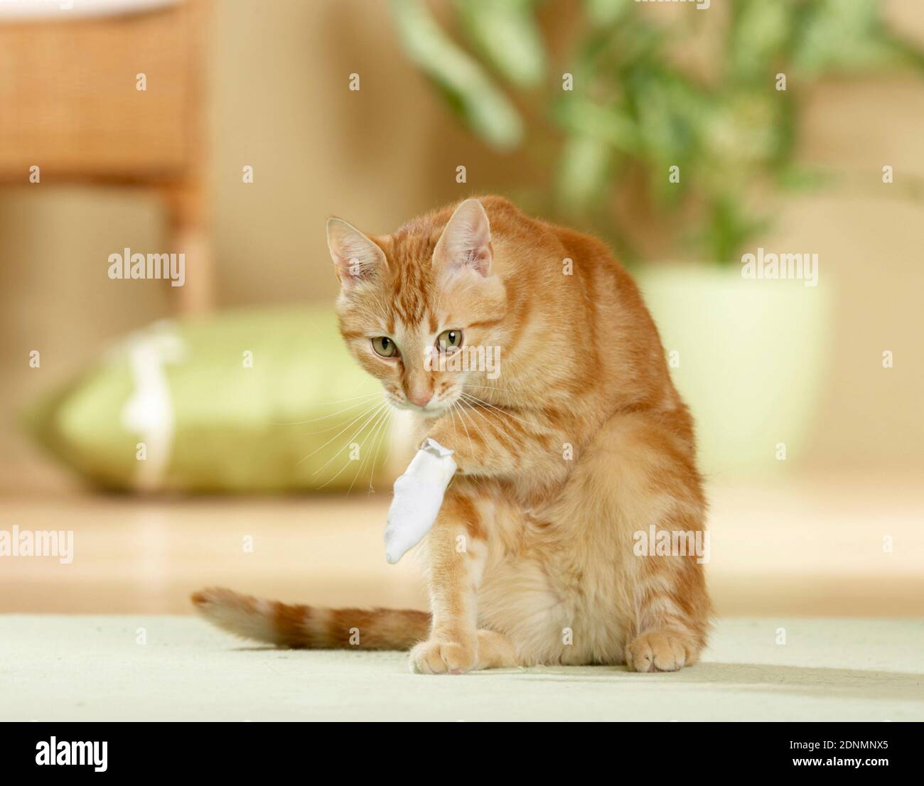 Gatto domestico con zampa bendata. Germania Foto Stock