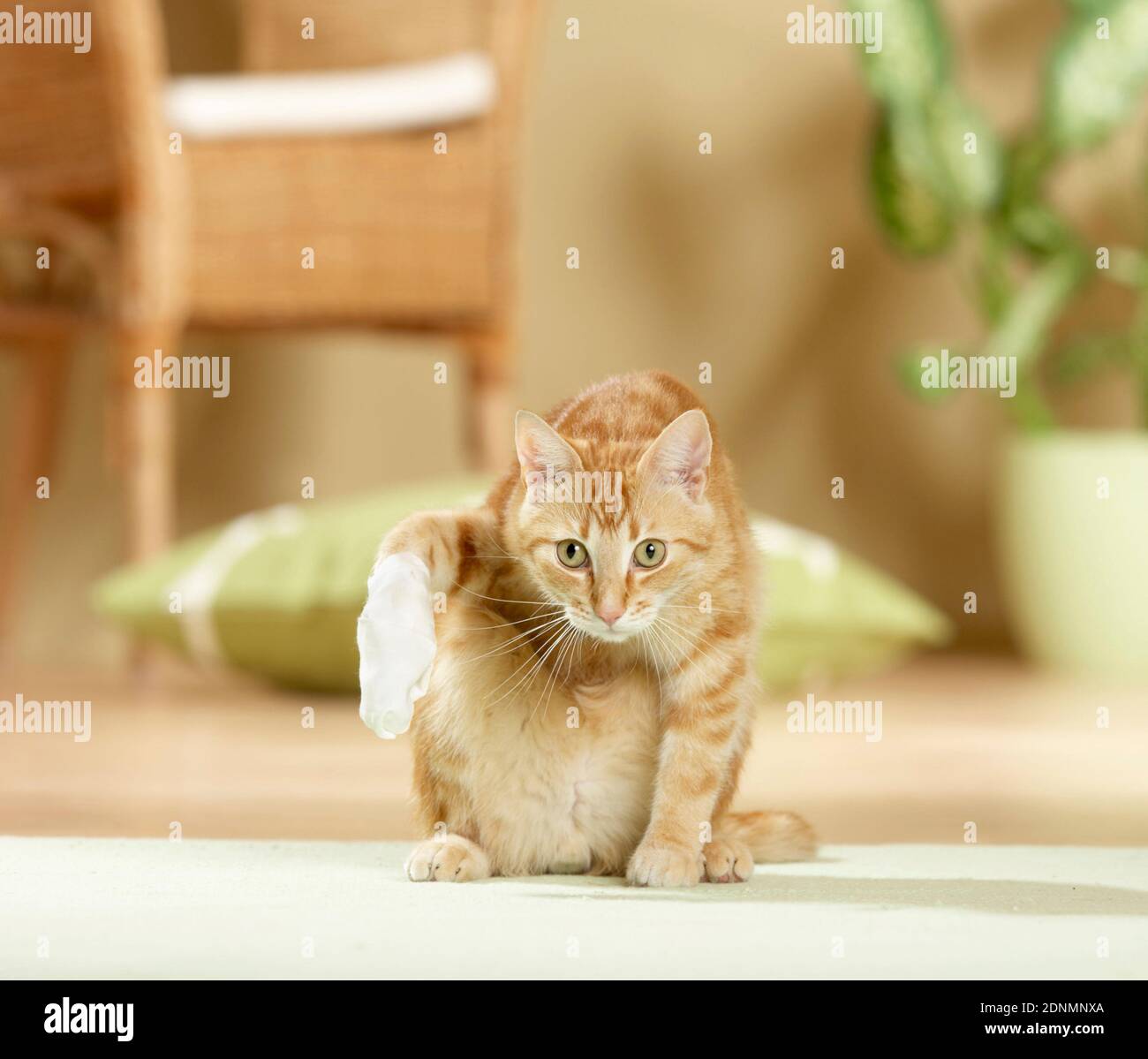 Gatto domestico con zampa bendata. Germania Foto Stock