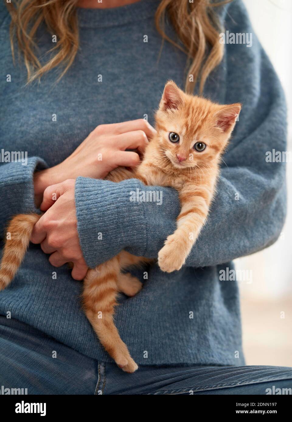 Gatto domestico. Un gattino si siede sul braccio di una donna. Germania . Foto Stock