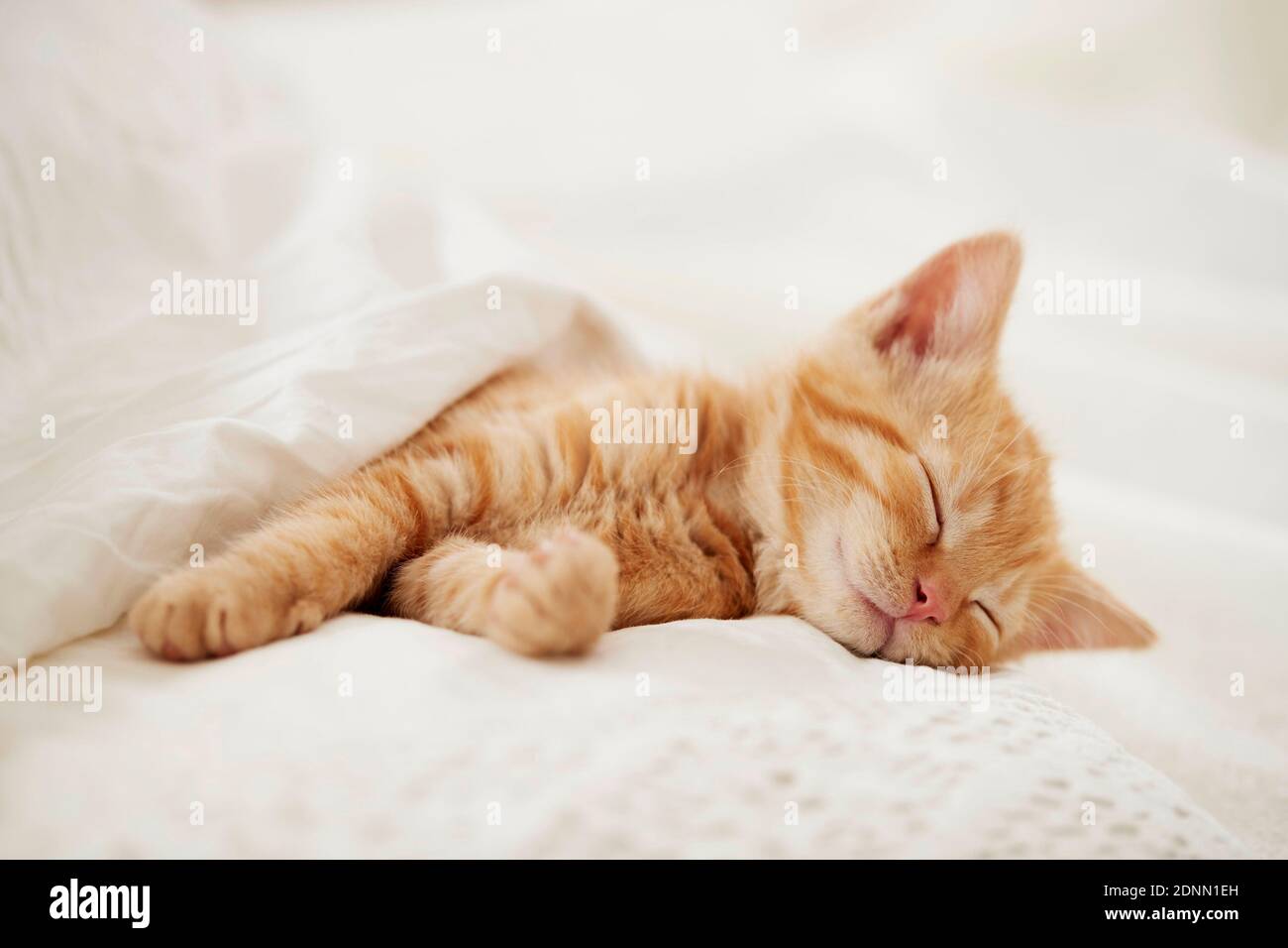Gatto domestico. Gattino che dorme in un letto. Germania . Foto Stock