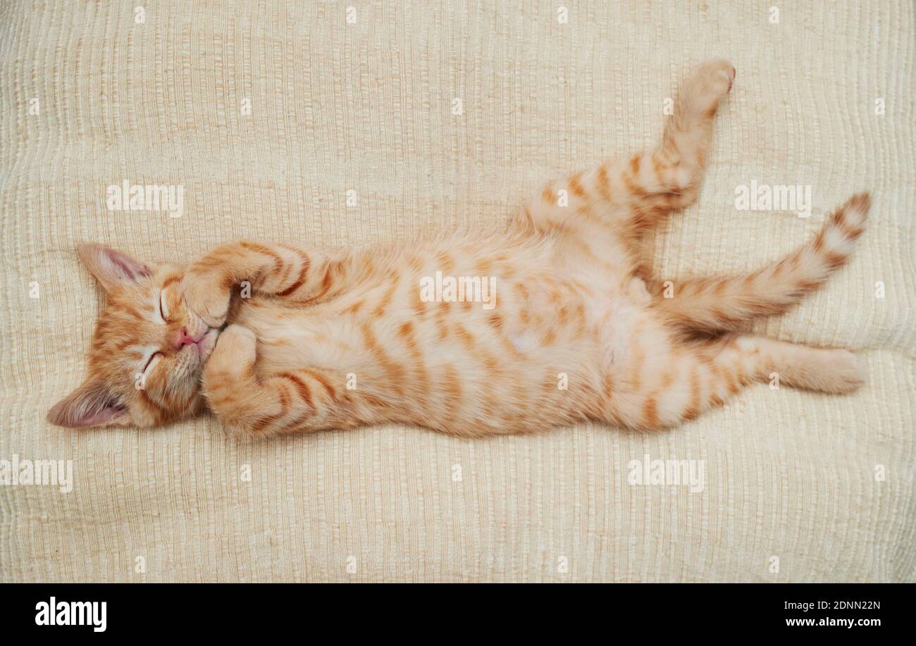 Gatto domestico. Gattino dorme sulla schiena su un letto. Germania . Foto Stock