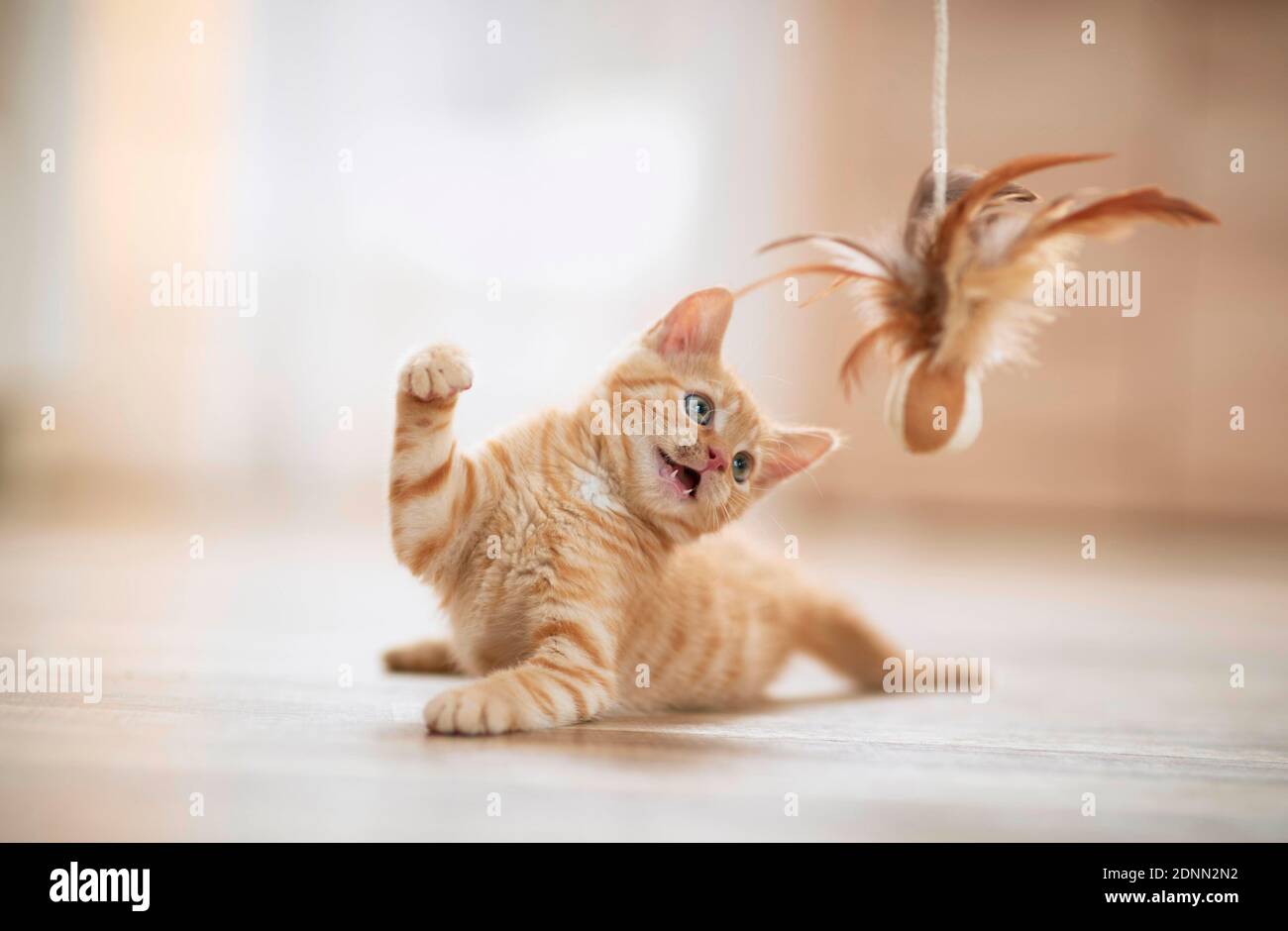 Gatto domestico. Gattino che gioca con un teaser di piuma. Germania . Foto Stock
