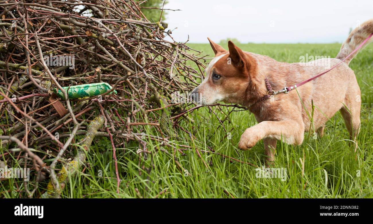 Australian Cattle Dog alla ricerca e alla ricerca di un manichino in un mucchio di spazzole. Germania Foto Stock