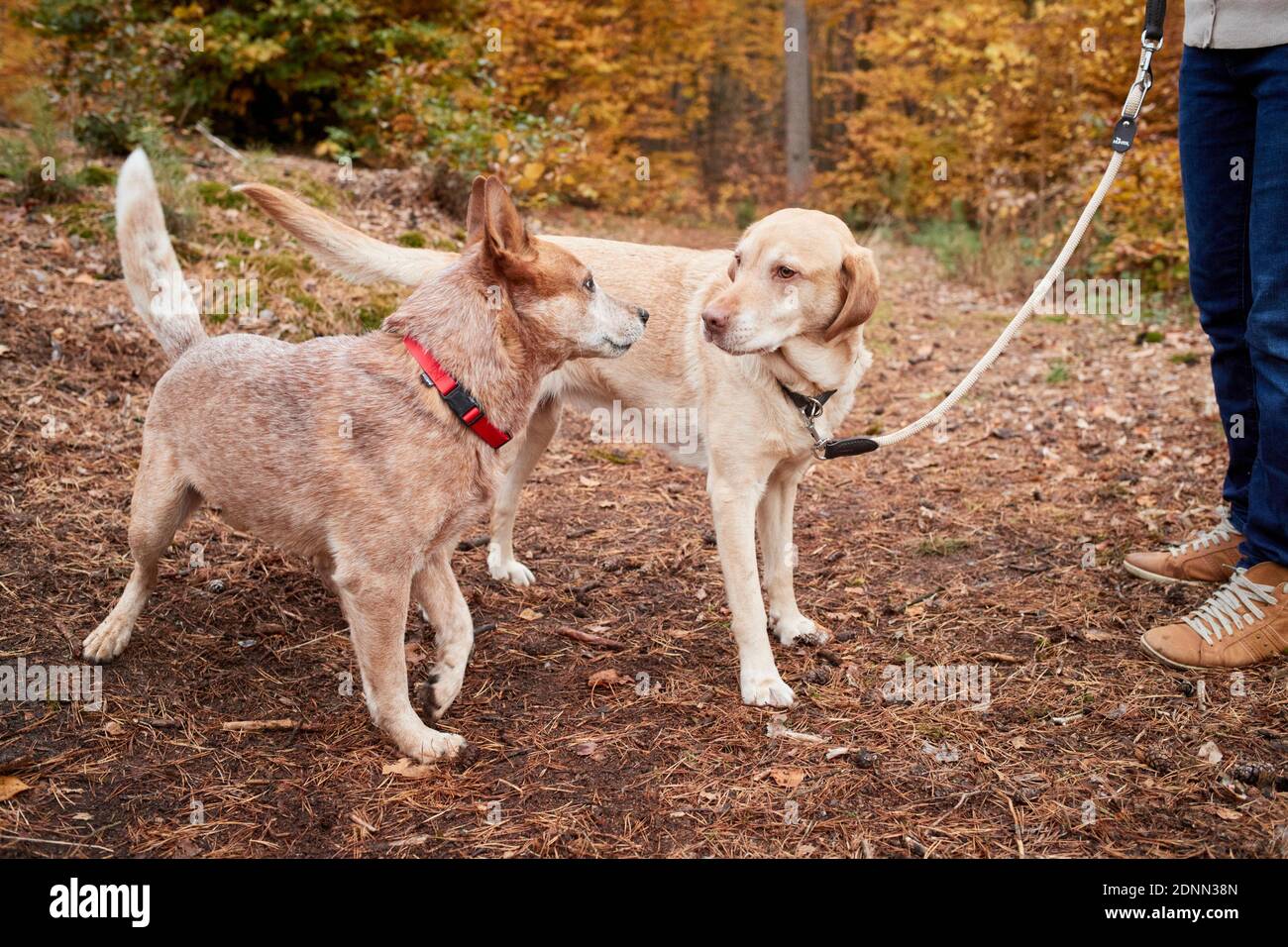 Labrador Retriever e Australian Cattle Dog si incontrano, situazione tesa, contatto indesiderato. Grmany Foto Stock