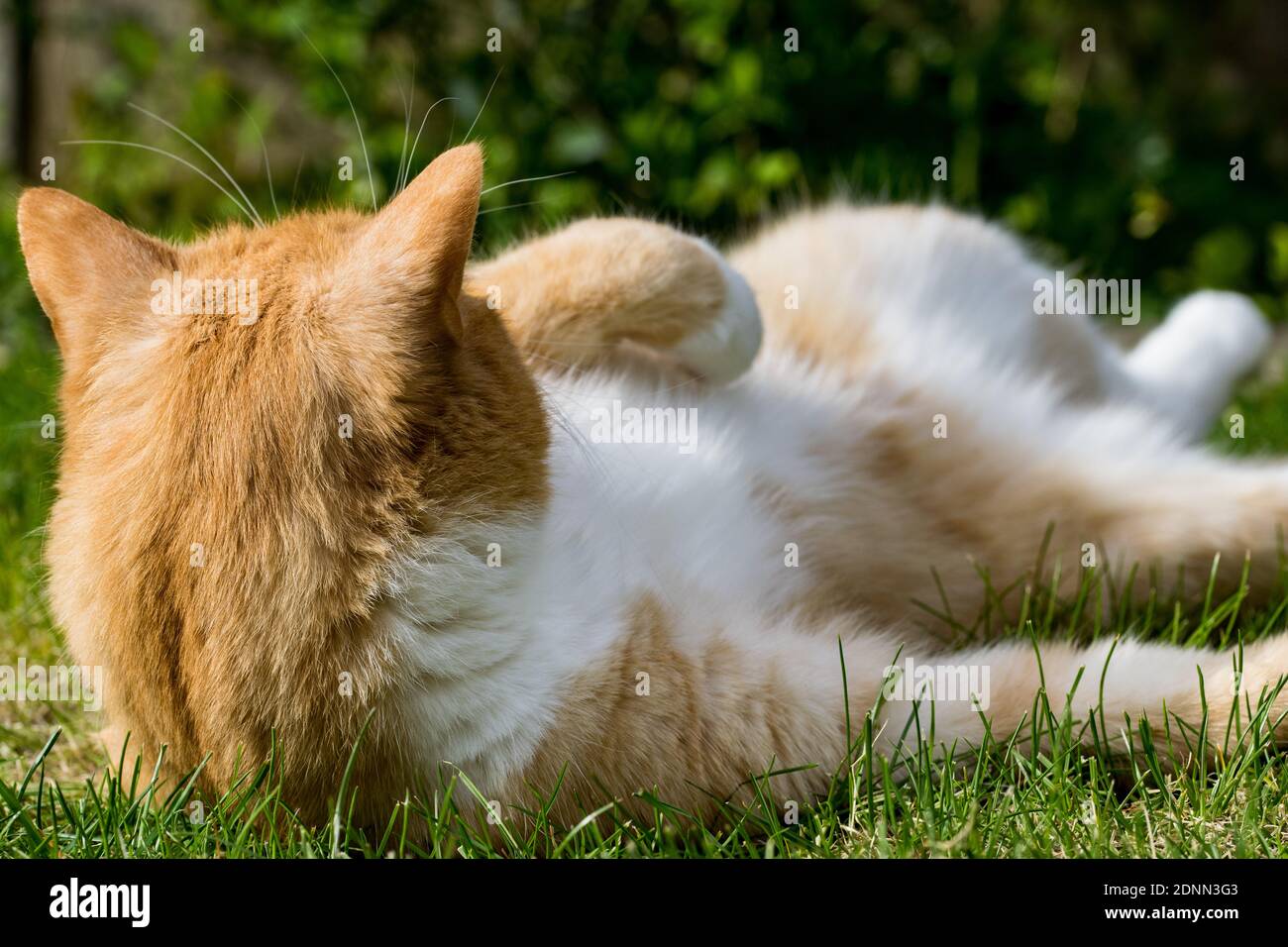 Gatto usando muscoli addominali, stirati e guardando in alto Foto stock -  Alamy