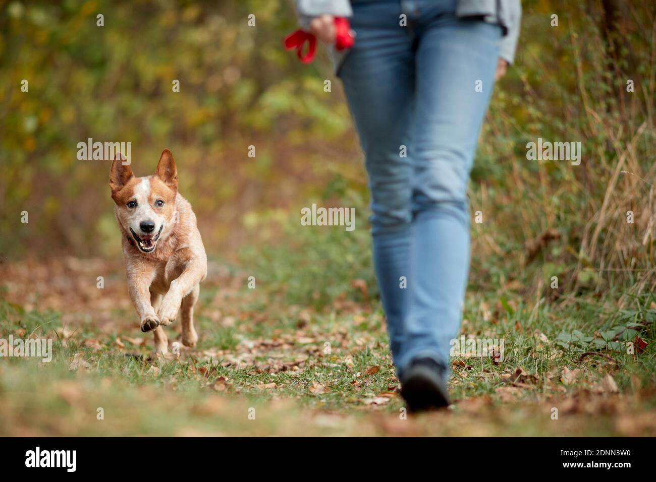 Il cane australiano del bestiame viene corsa al relativo umano da dietro. Germania Foto Stock
