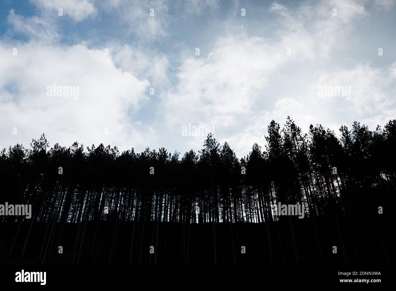 Silhouette di una pineta in montagna Foto Stock