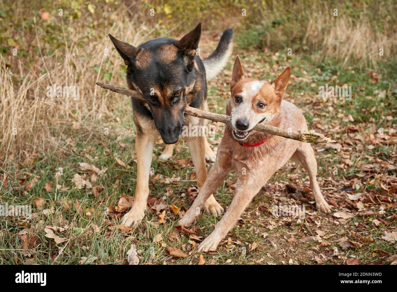 Pastore tedesco, cane di bestiame alsaziano e australiano. Due cani adulti che tirano su un bastone. Germania. Foto Stock